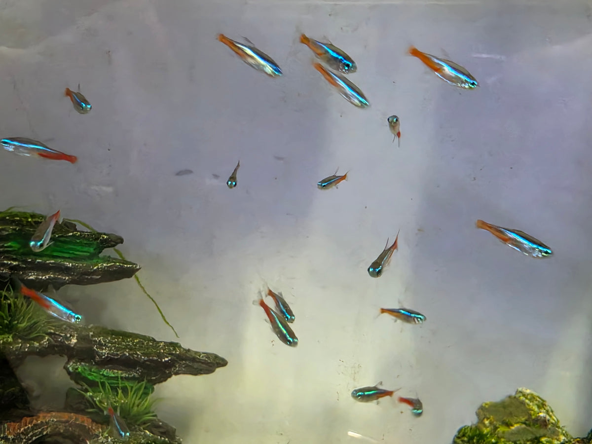 Neon Tetra (Paracheirodon innesi)