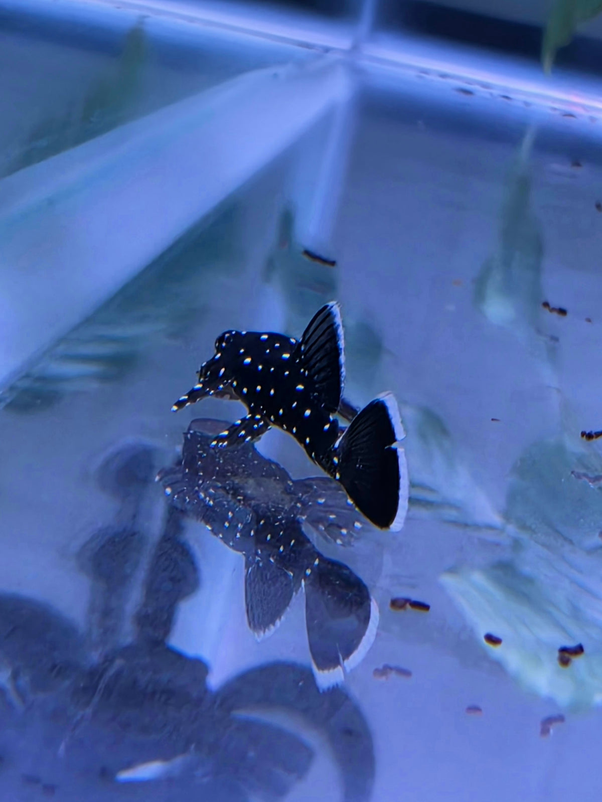 Peppermint Bristlenose Catfish (Ancistrus sp.)