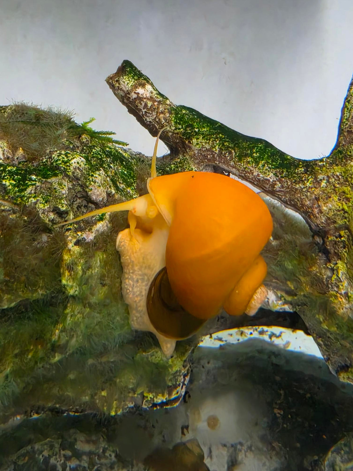 Gold Mystery Snail (Pomacea Diffusa)