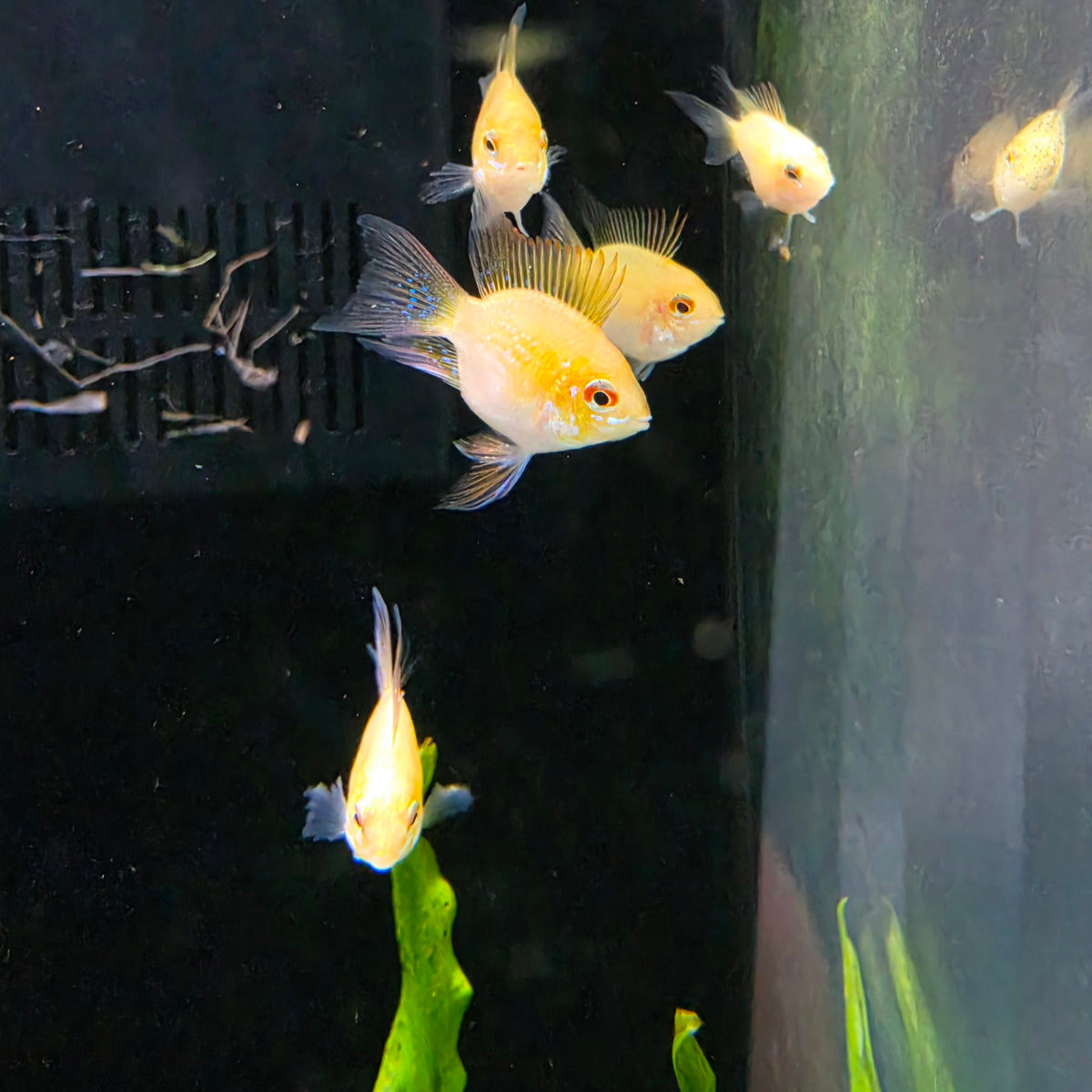 Gold Balloon Ram (Mikrogeophagus ramirezi)