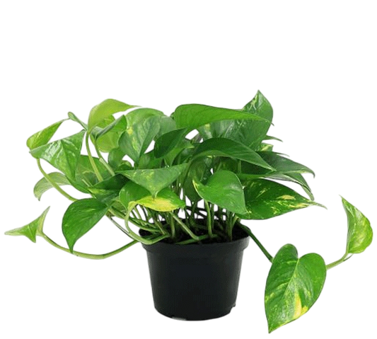 Golden Pothos (Epipremnum Aureum)