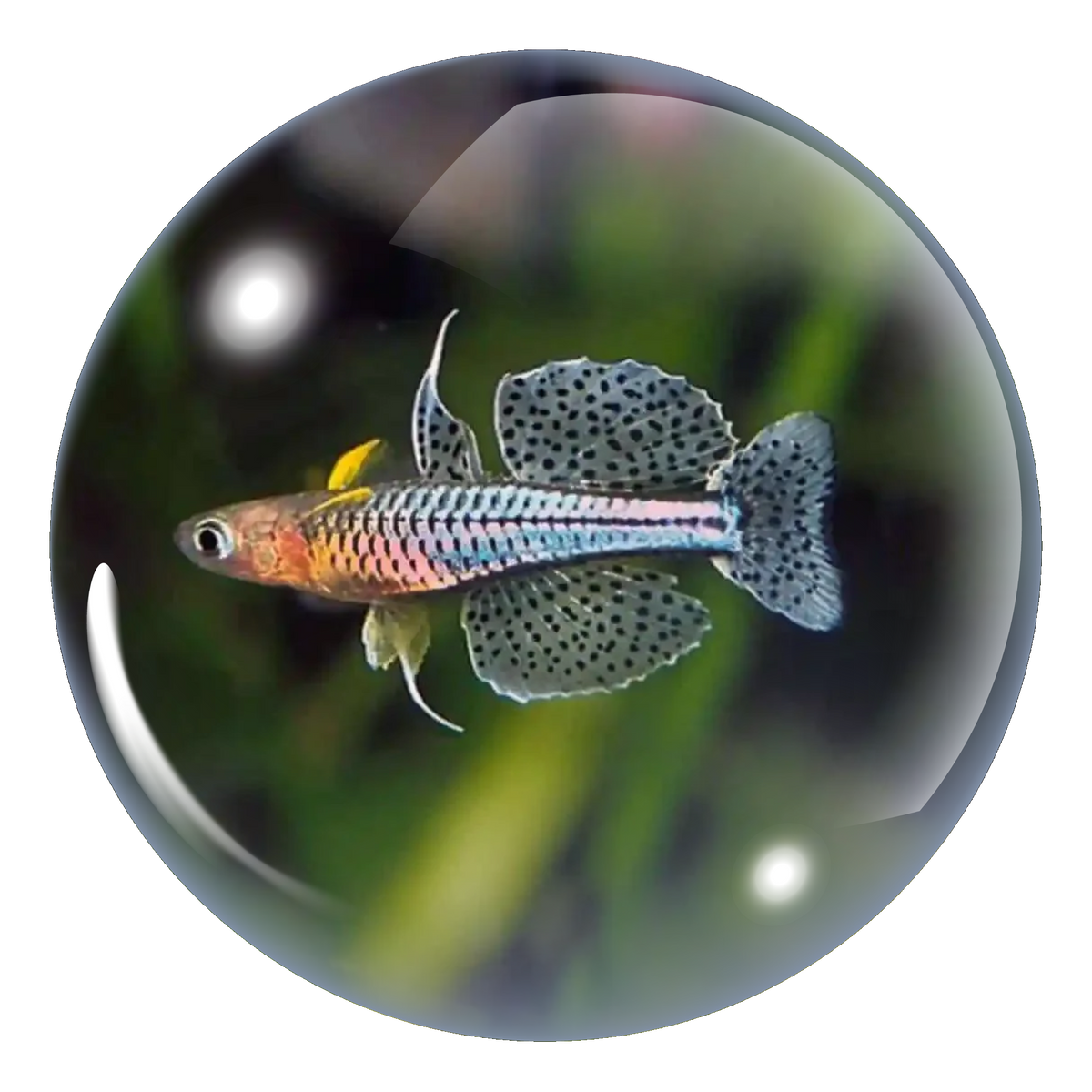 Spotted Blue-Eye Rainbowfish
(Pseudomugil Gertrudae)