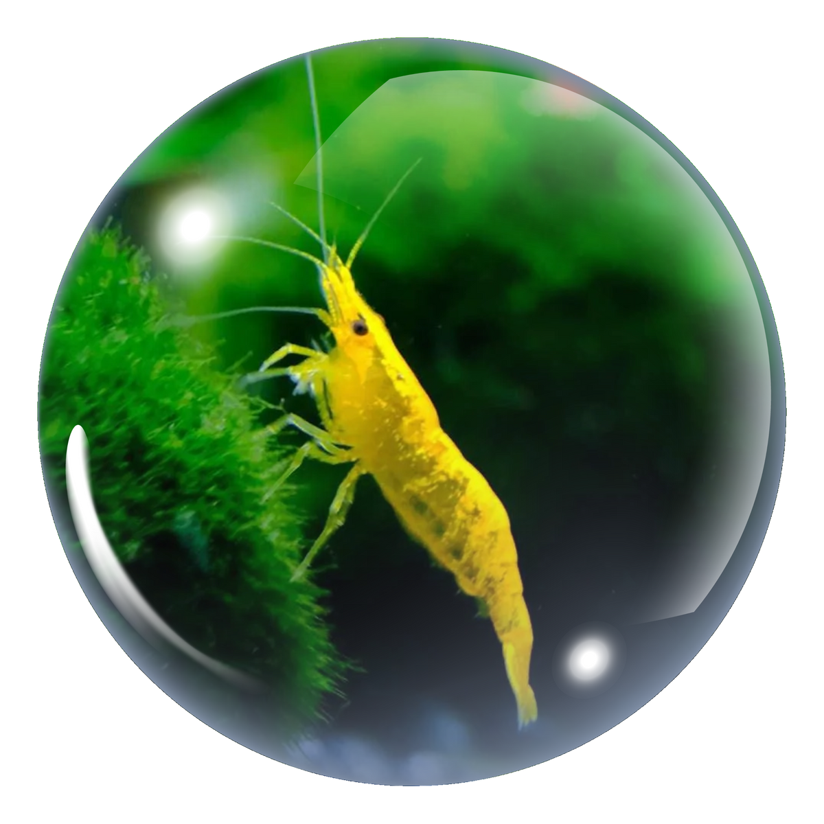 Yellow Cherry Shrimp (Neocaridina Davidi)
