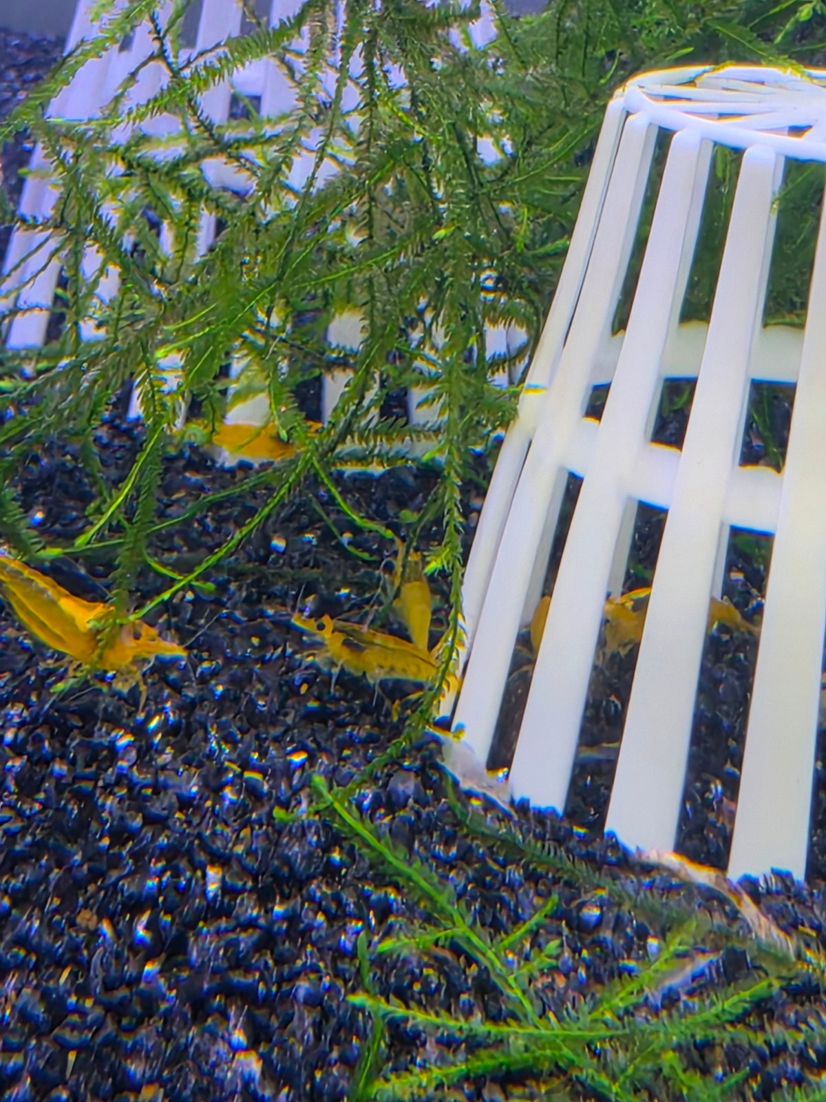 Yellow Cherry Shrimp (Neocaridina Davidi)